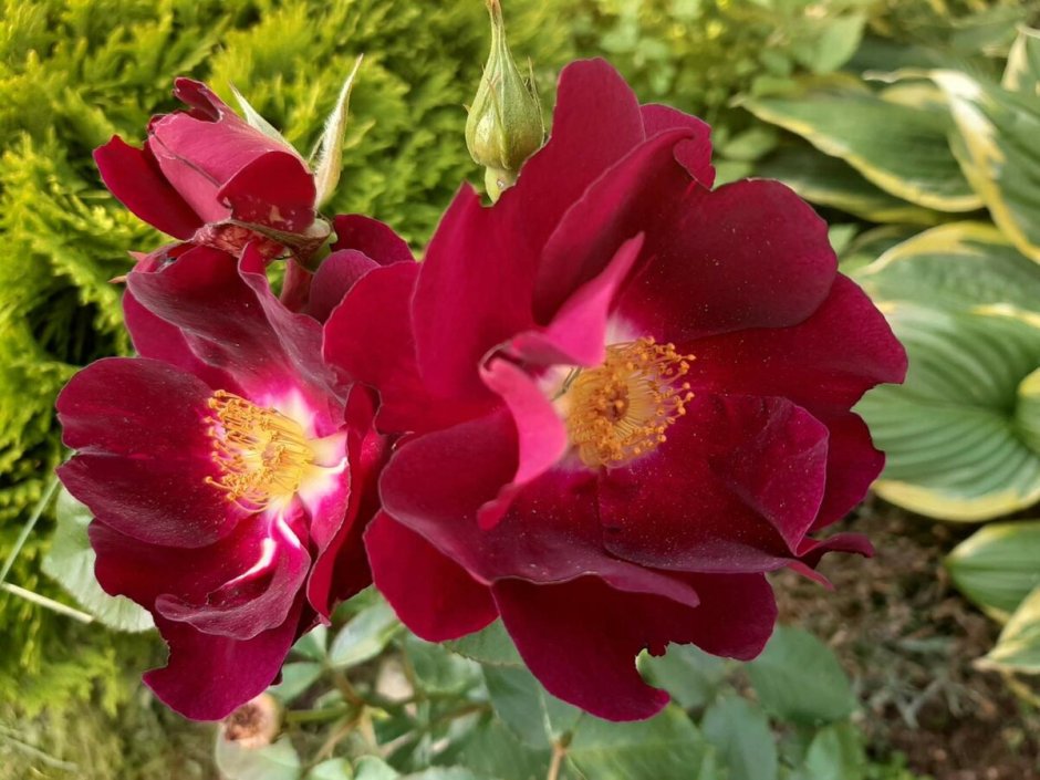 Gartenspass роза