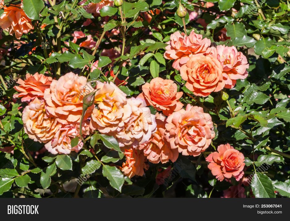 Роза шраб Ламбада