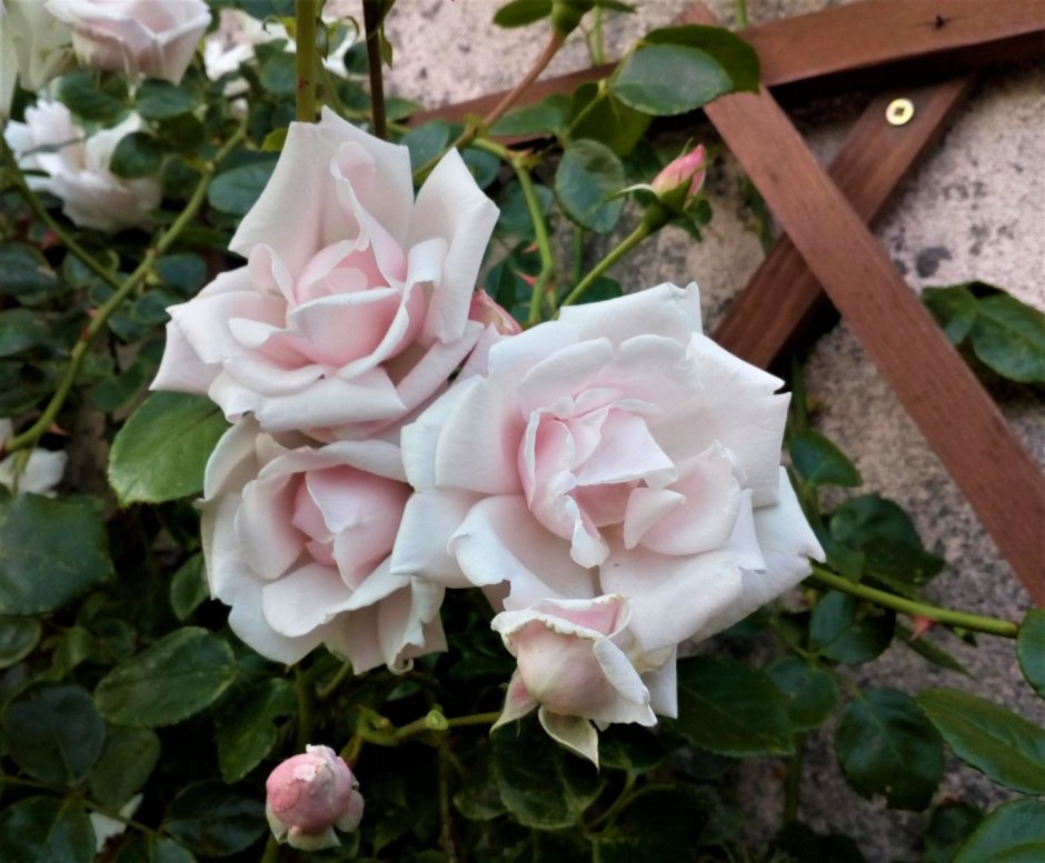 Сорт розы Хекимбаши