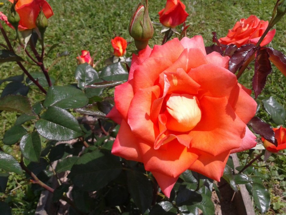 Роза Парковая Ламбада
