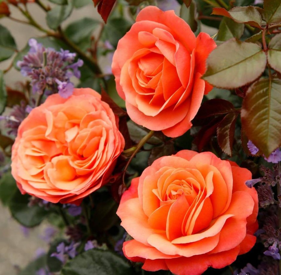 Роза ламбада