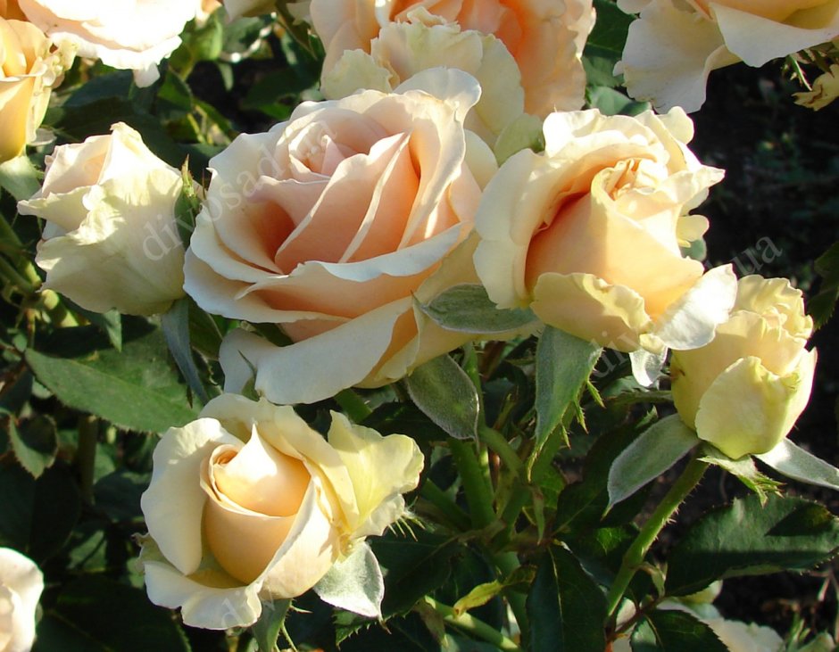 Роза Прима Донна (prima Donna ) чайно-гибридная роза