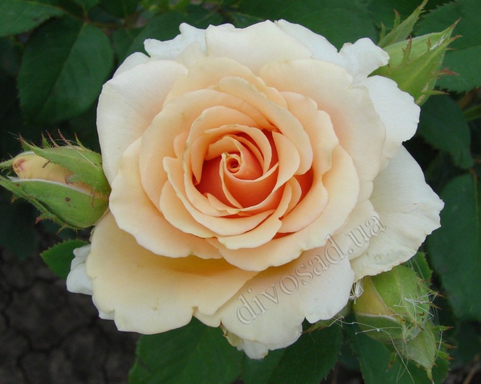 Сорт розы Примадонна