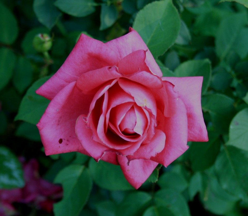 Роза розовая с зелеными нижними лепестками