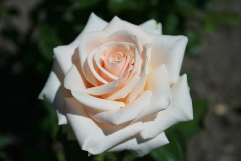 Роза чайно-гибридная la Perla