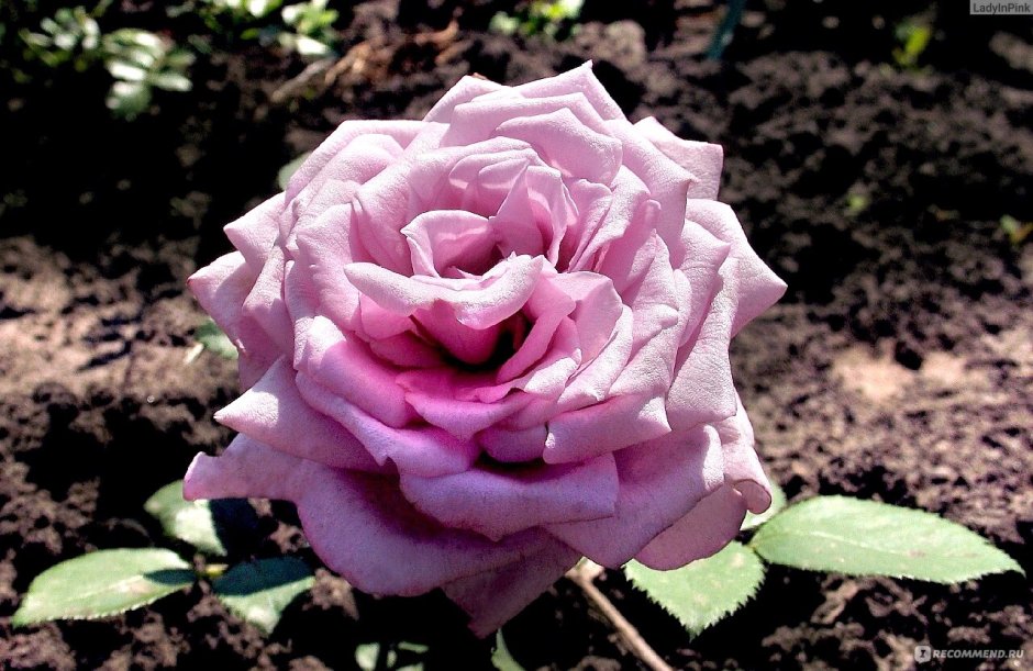 Характеристика розы Марвеллоус Дания 2015 год