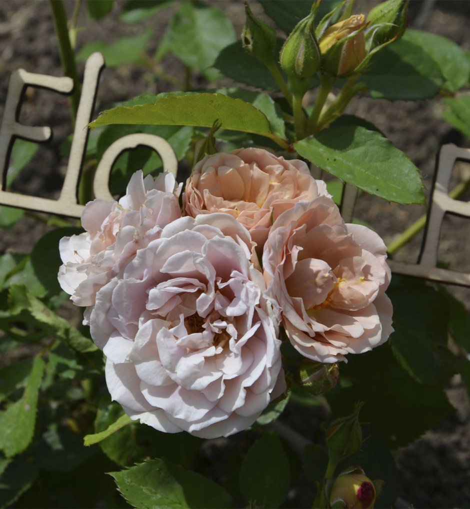 Айгулет роза Японии