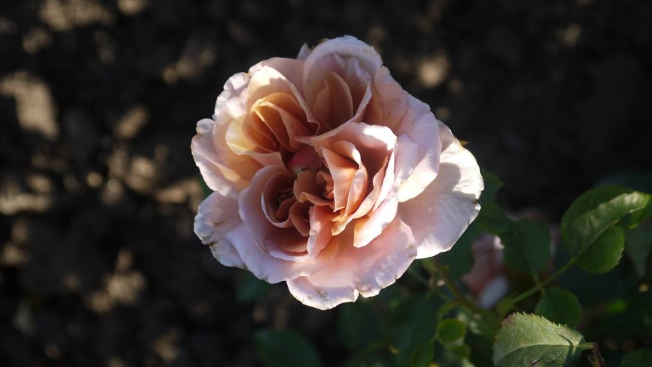 Шахерезада Sheherazade японская роза