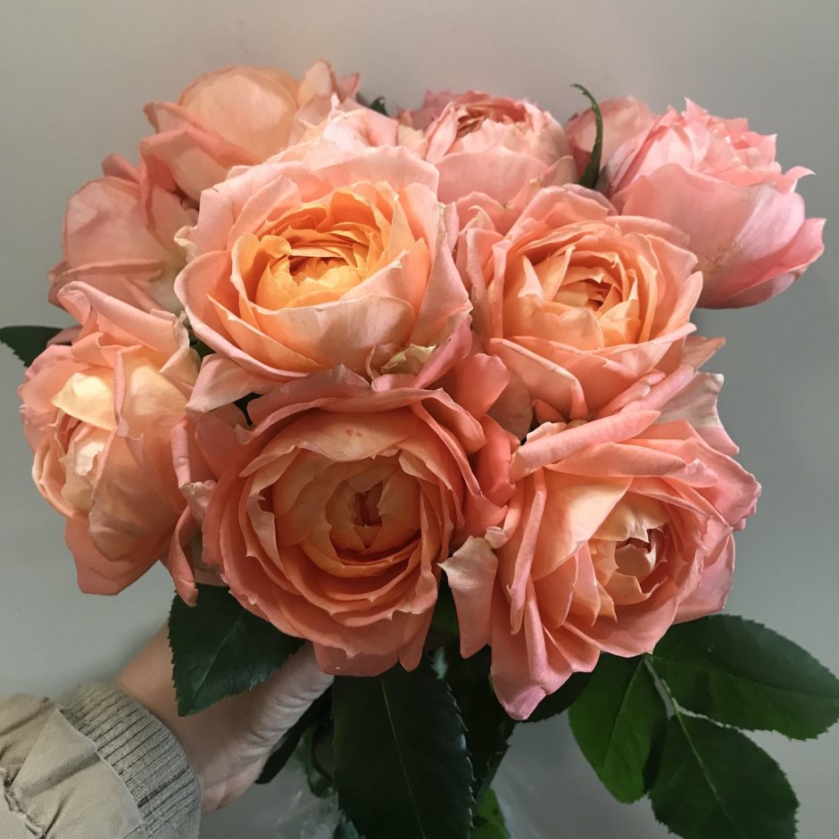 Сорт розы принцесса Айко