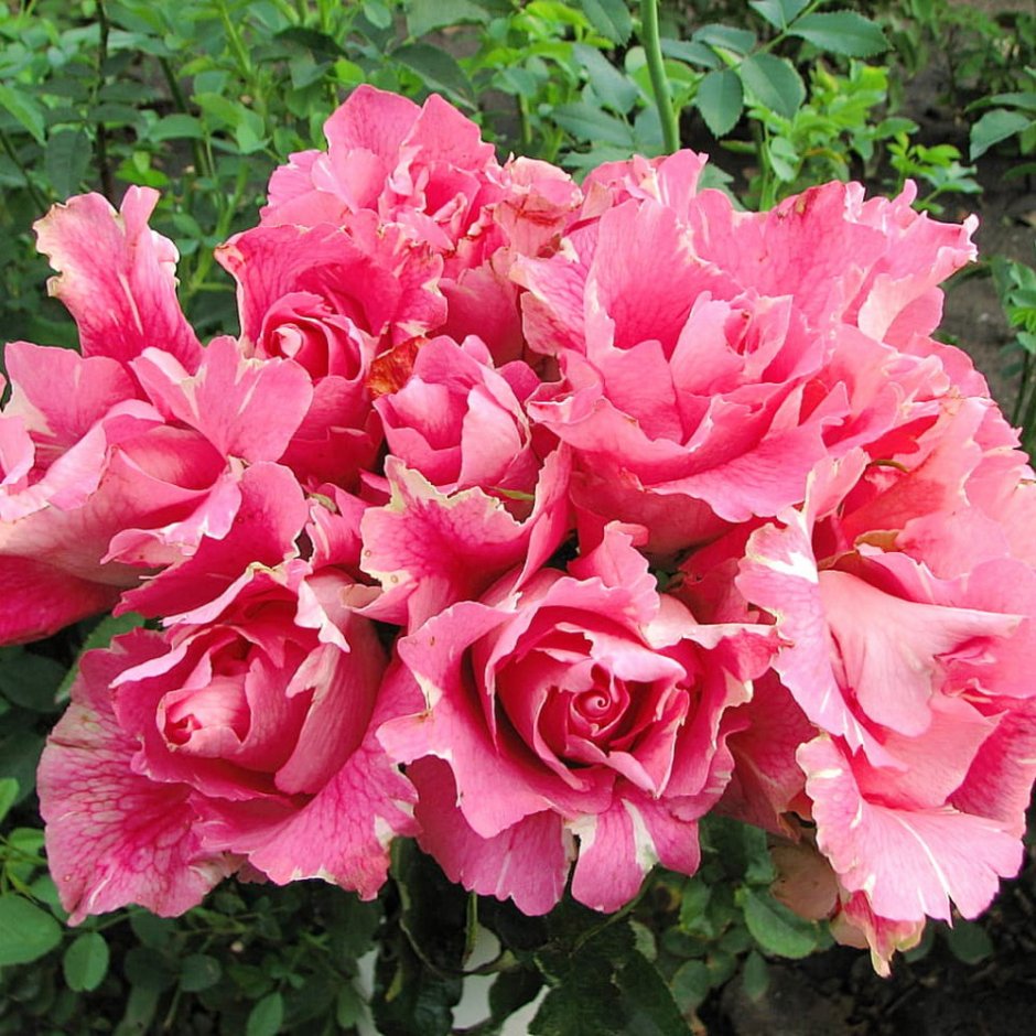 Каната Kanata роза
