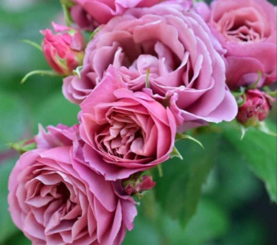 Роза Плум роза японская