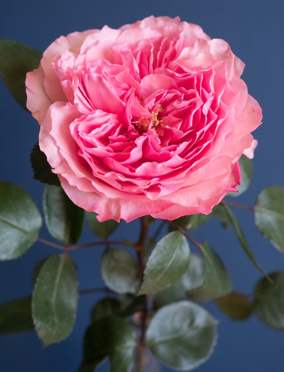 Mayra Pink роза