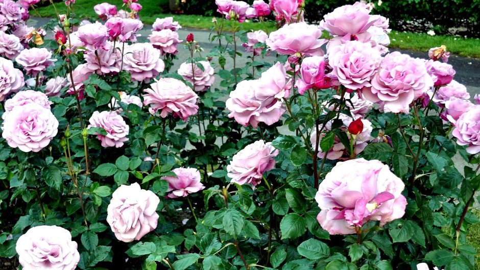 Роза Майрас в саду