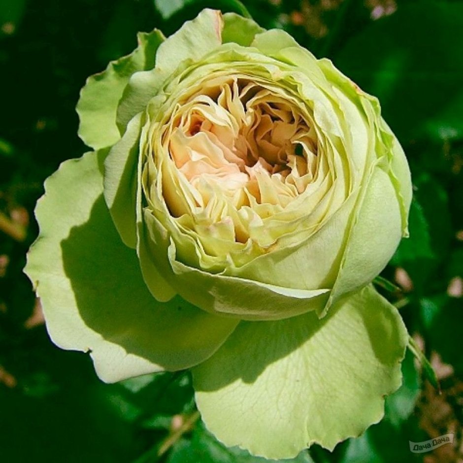 Роза зеленая Лавли Грин