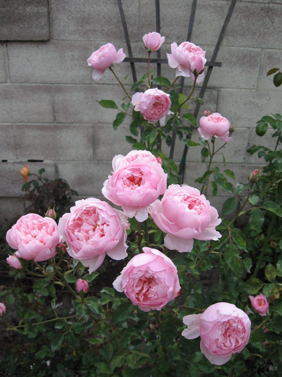 Роза Дэвид Остин the Alnwick Rose