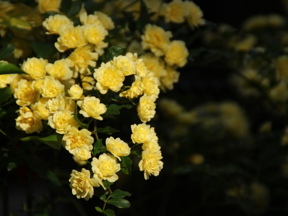 Японская роза керрия желтая