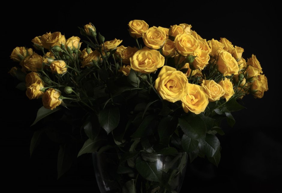 Желтые розы на темном фоне