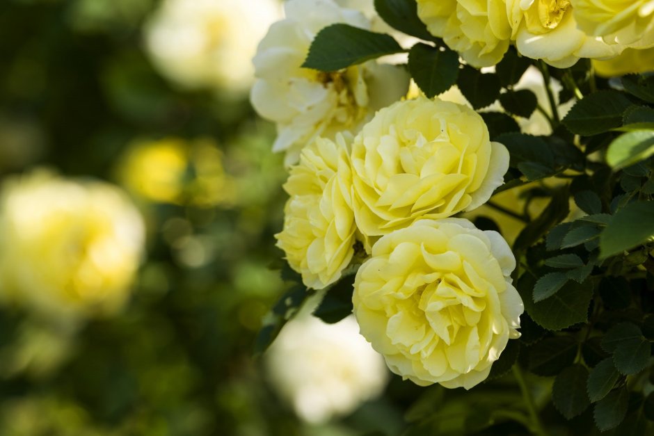 Желтая роза кустарник