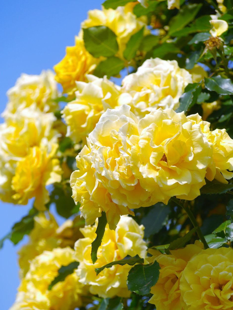 Крымская роза кустарник желтая