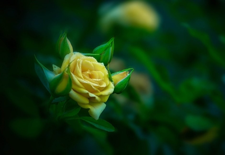 Желто зеленые розы