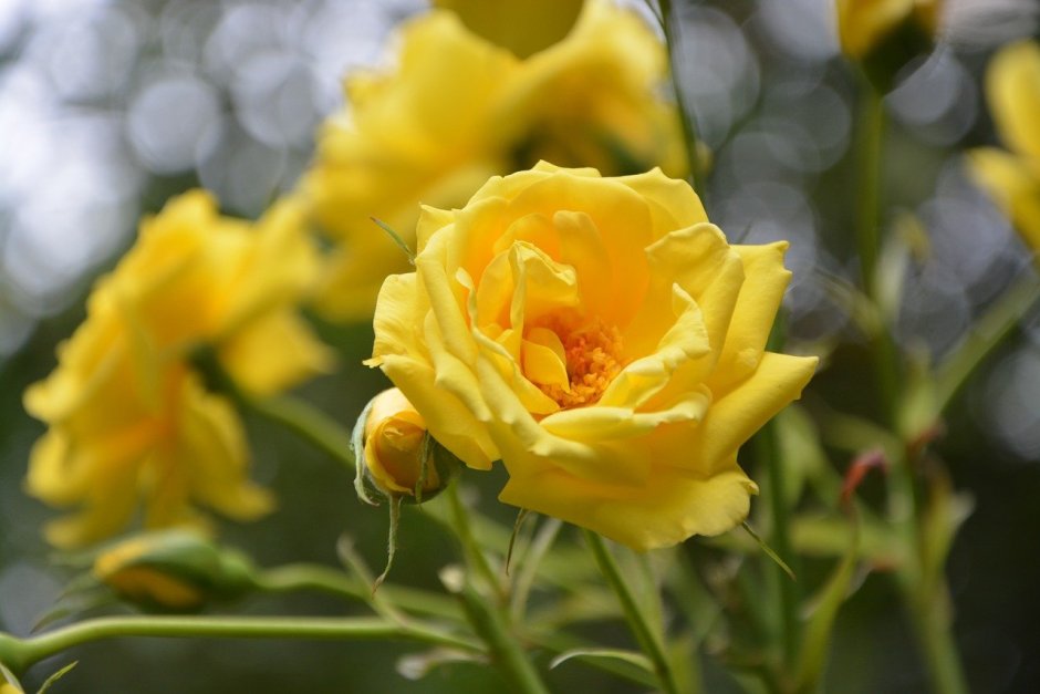 Чайная роза кустовая желтая
