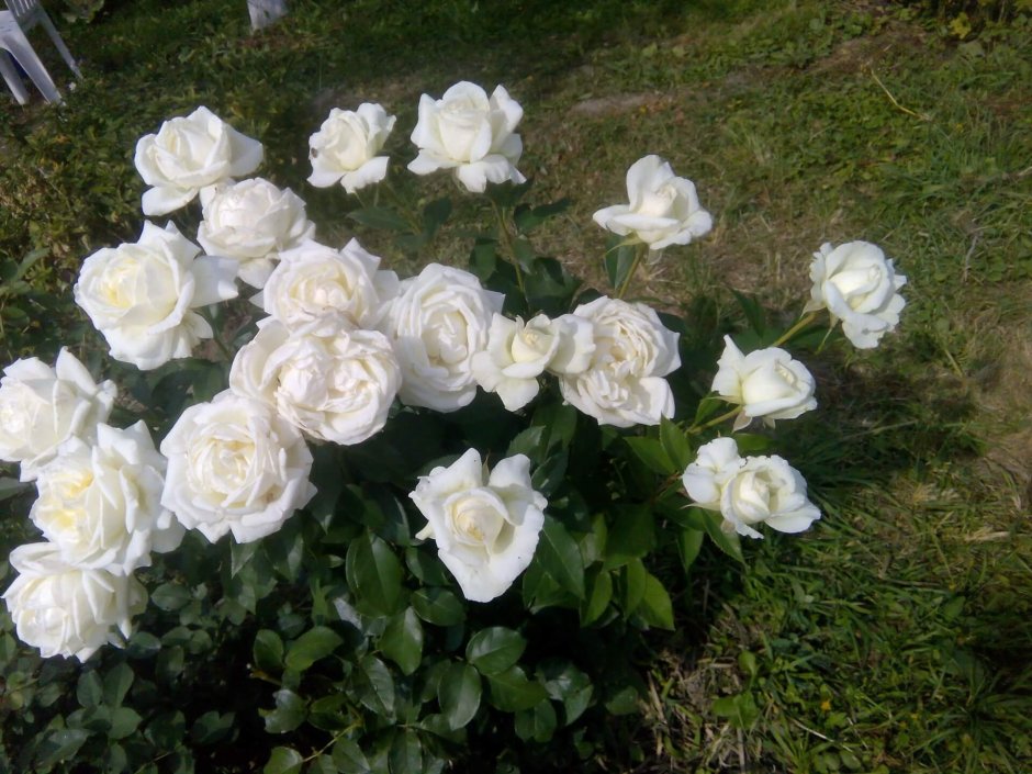 Чайно-гибридные розы Карен Бликсен (Karen Blixen)