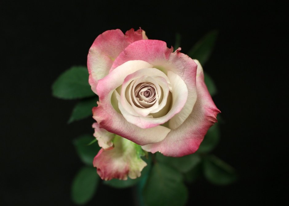 Silver Shadow (серебряная тень) роза