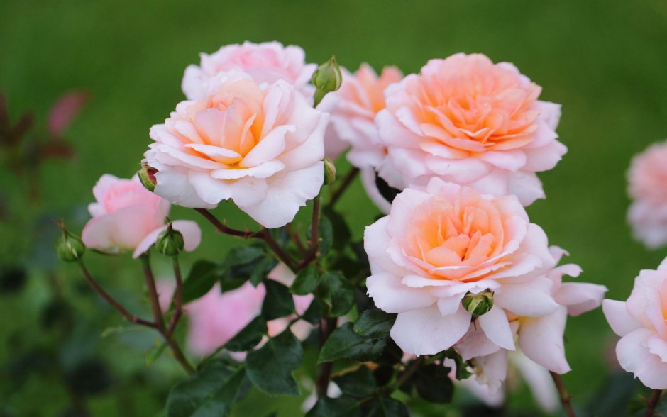Роза плетистая Peach Melba