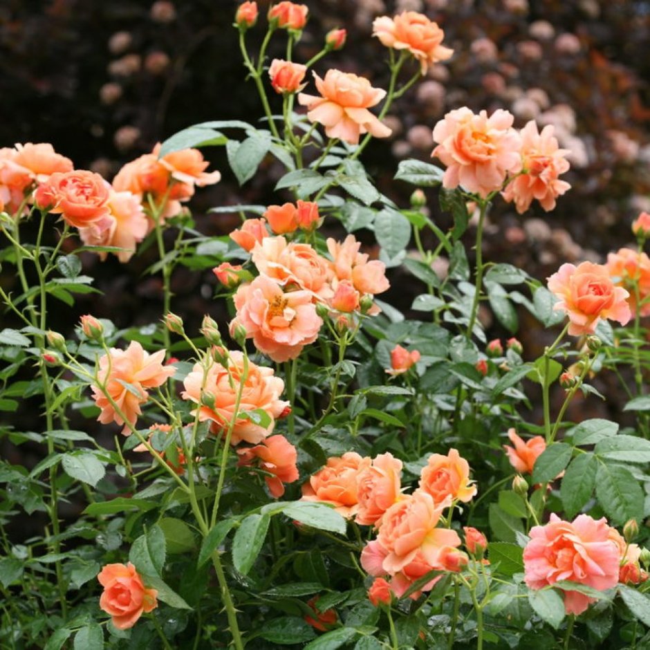 Роза Пич Мельба в саду