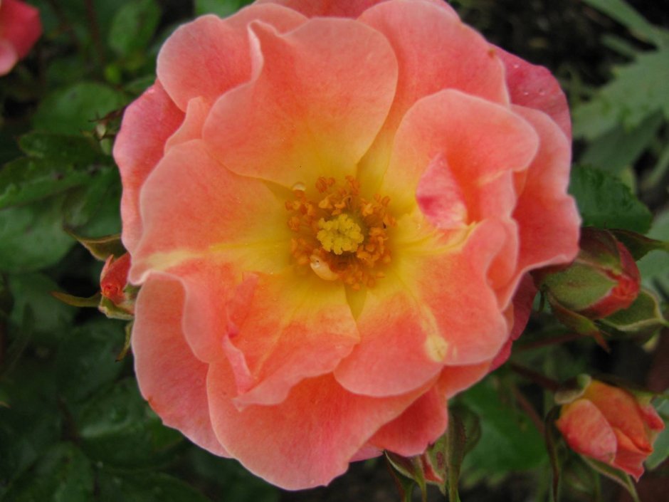 Peach Melba роза