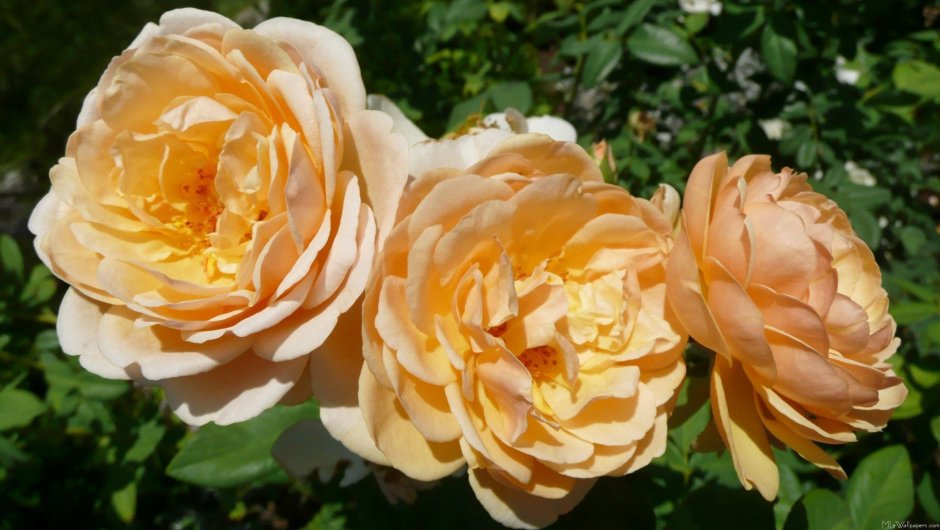 Роза Nectarine