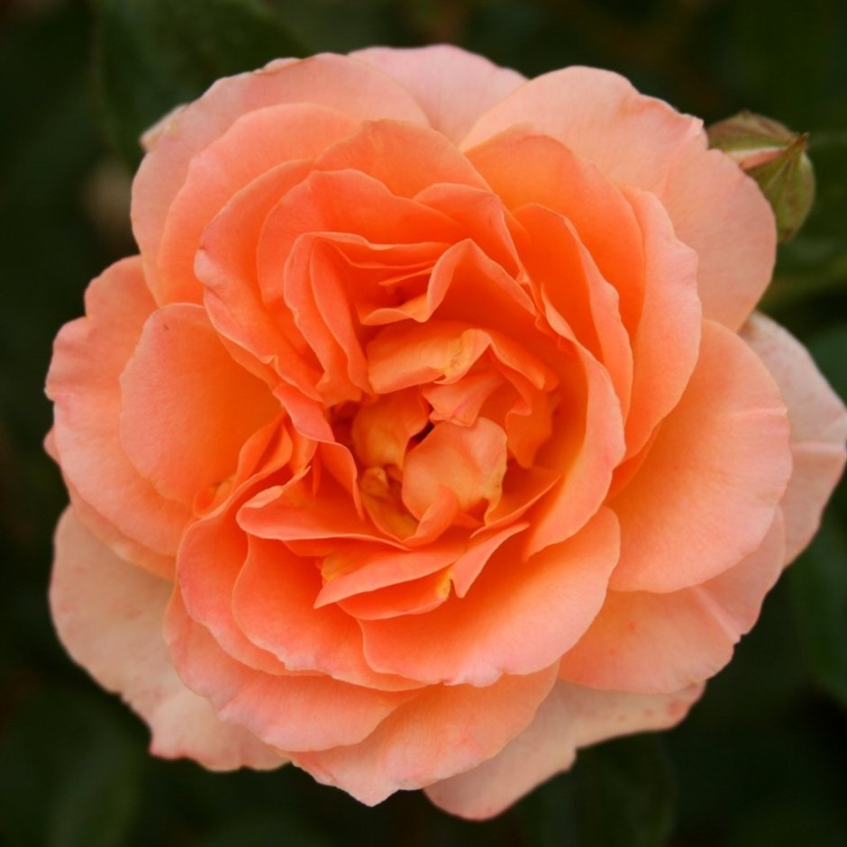 Rosa (роза) Peach Melba