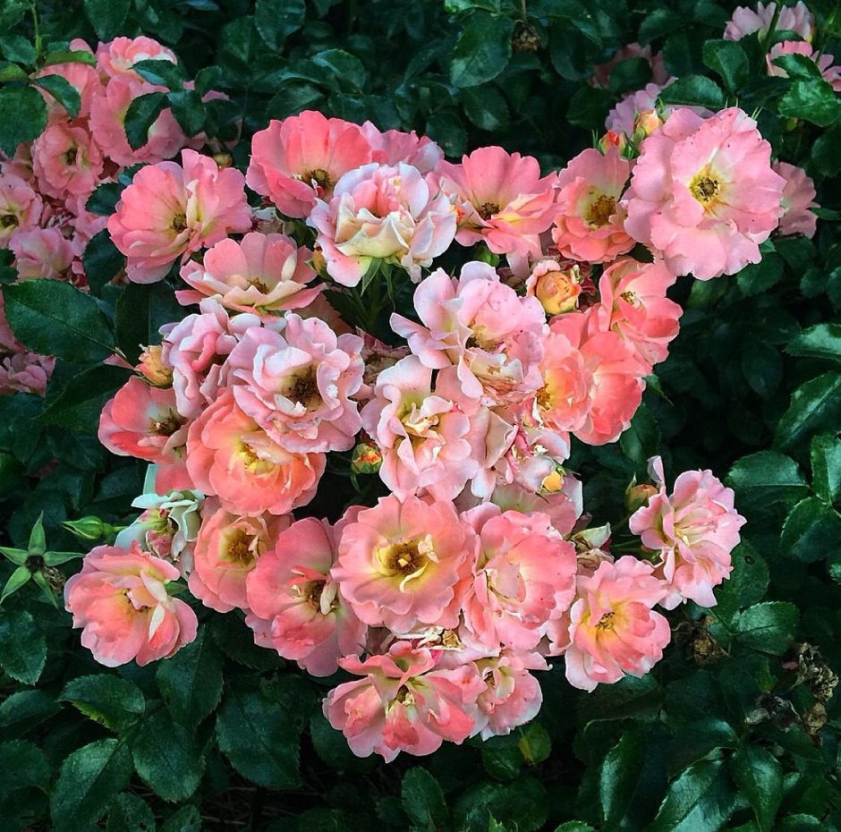 Роза почвопокровная Peach Drift