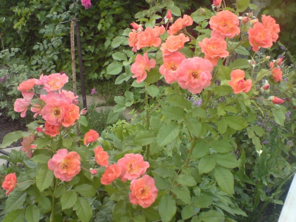 Peach Melba роза Кордеса