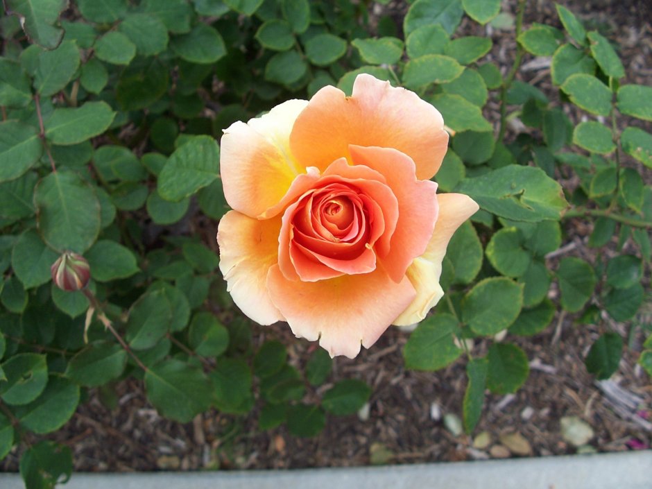 Peach Garden роза