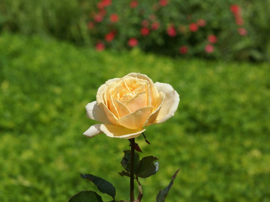 Роза чайно-гибридная Пич Морн фото