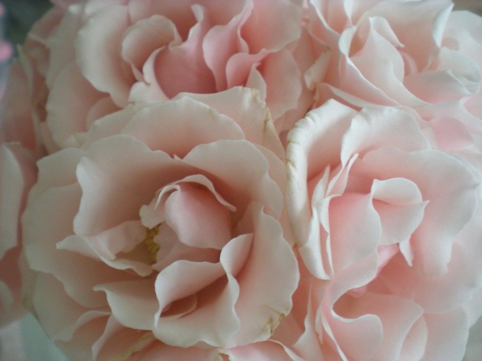 Пион Peachy Rose