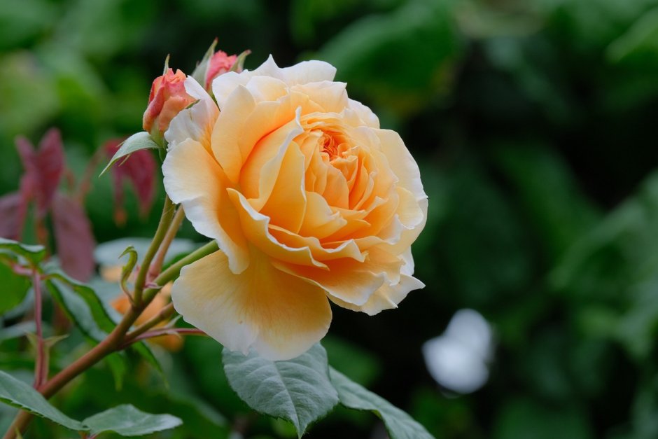 Роза флорибунда ваза Пич