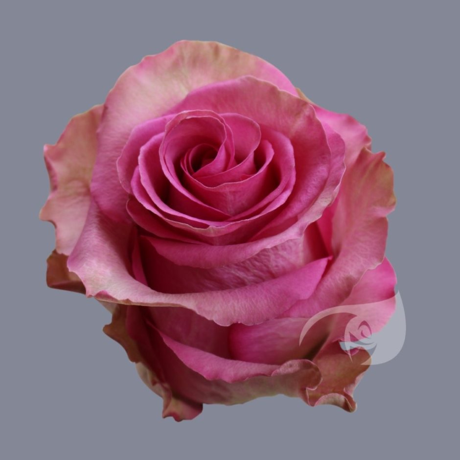 Queen Berry роза Эквадор
