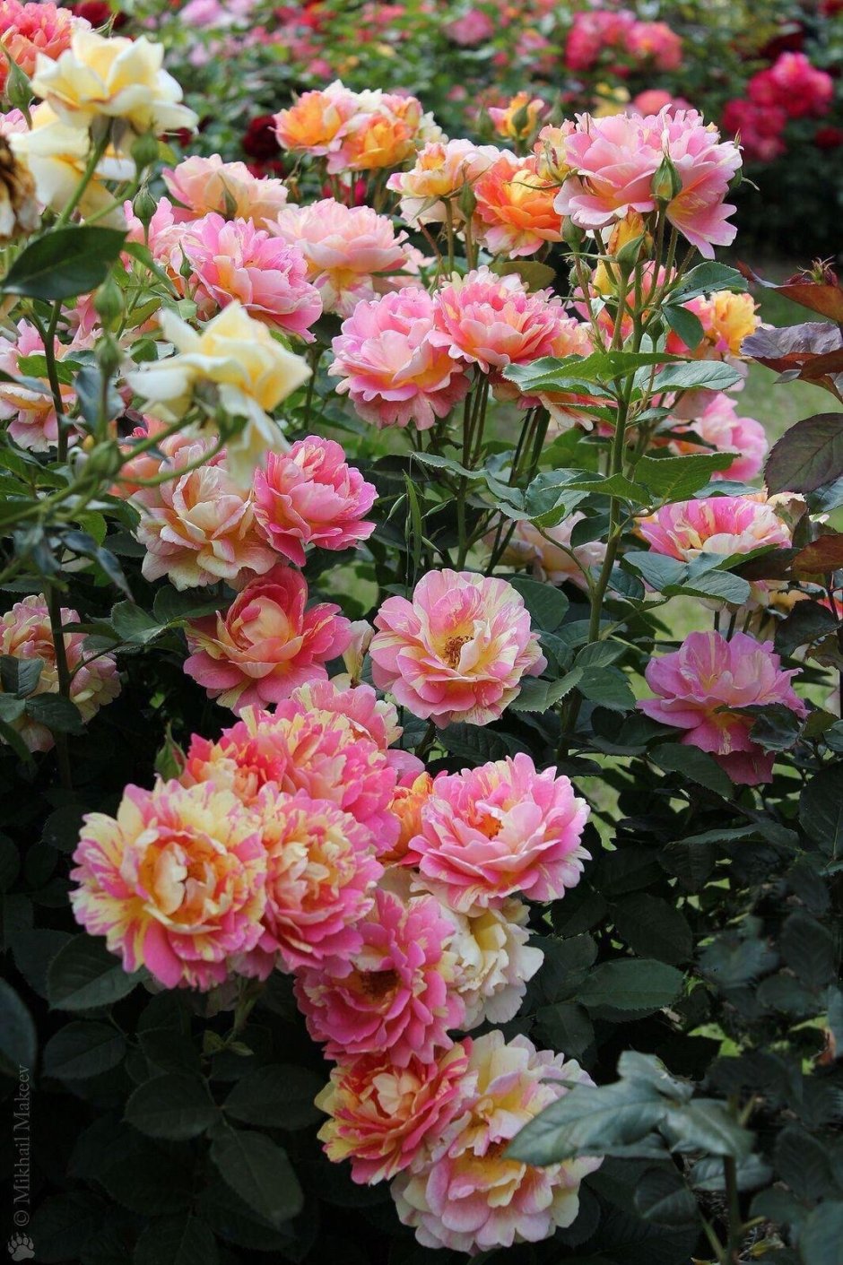 Роза де Цистерсьен флорибунда