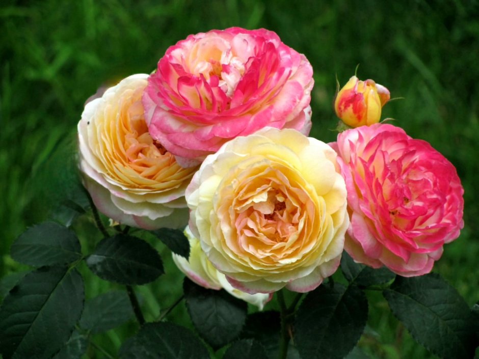 Сорт розы Розоман Жанон