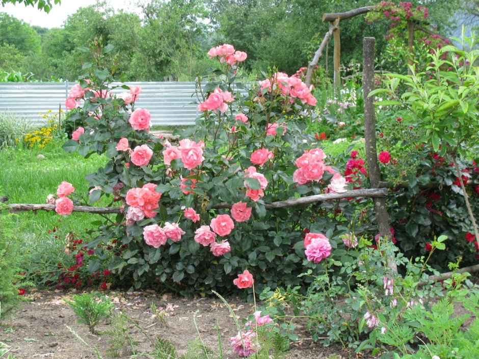 Роза Жарден де Франс (сады Франции)
