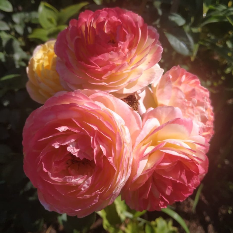 Rosomane Janon роза
