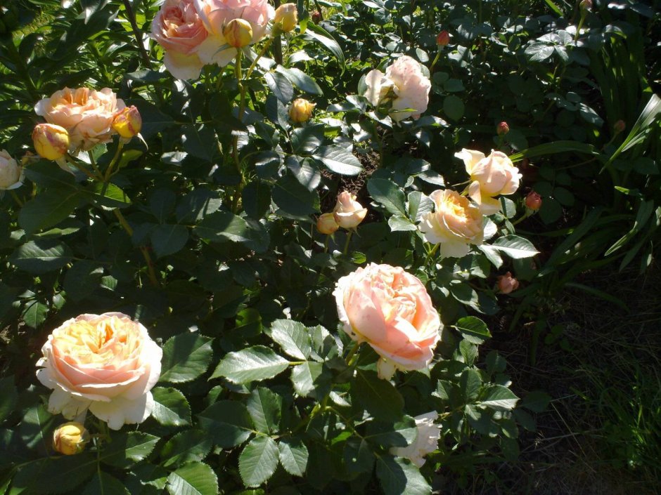 Роза Парковая Розоман Жанон в саду около беседки