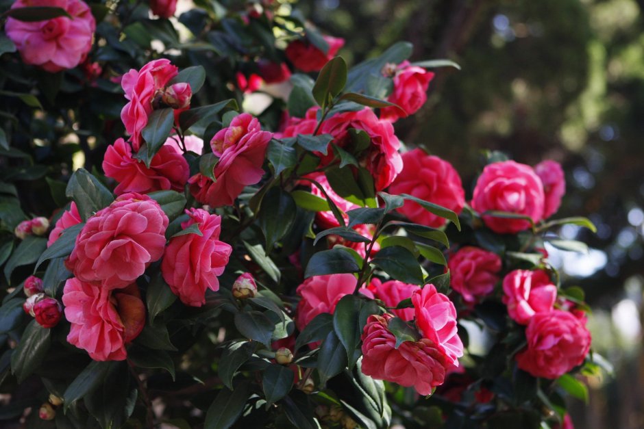 Роза Камелия кустовая