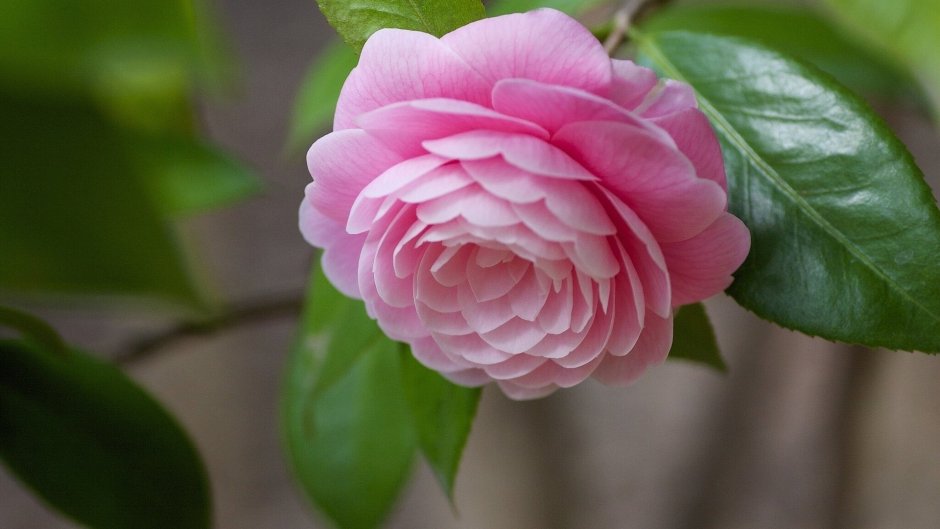 Камелия мелдбилийская розовая