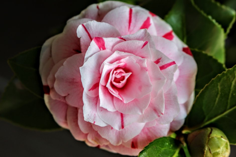 Камелия розовая цветок
