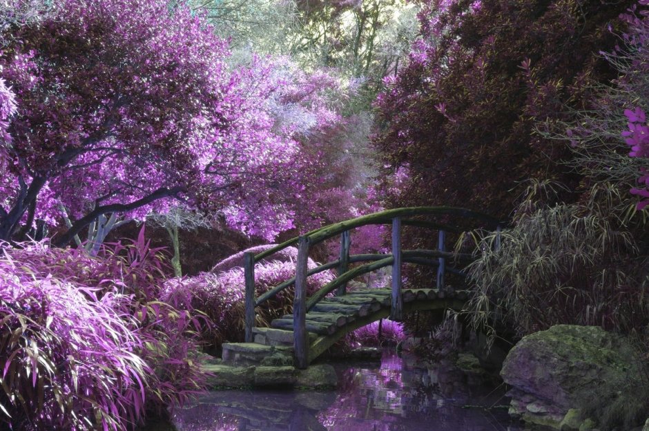 Сад в фиолетовом цвете