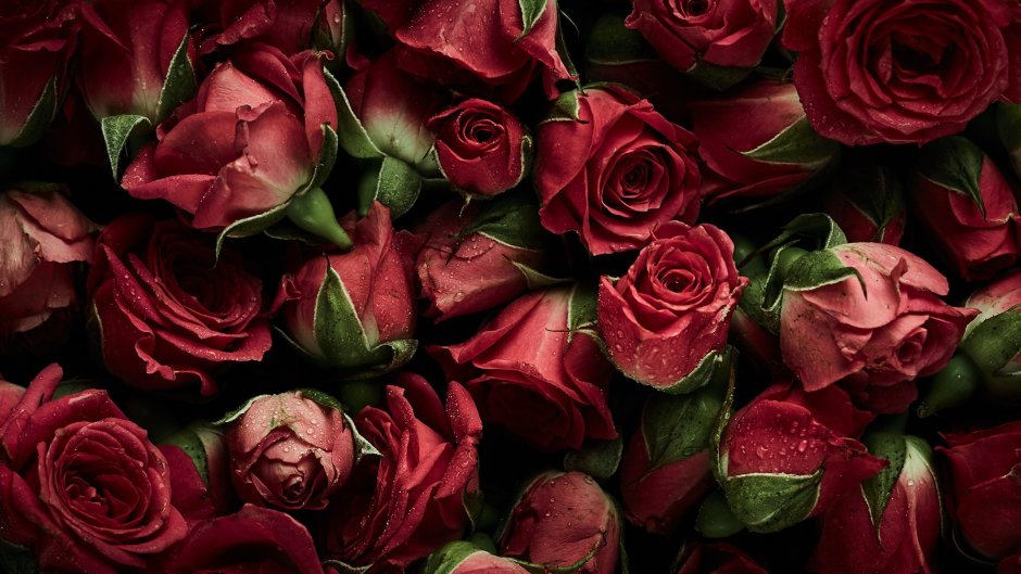 Обои на рабочий стол красные розы