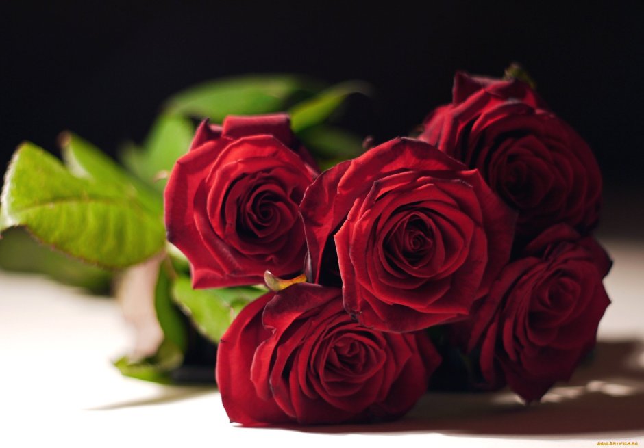 Красивые бордовые розы с днем рождения